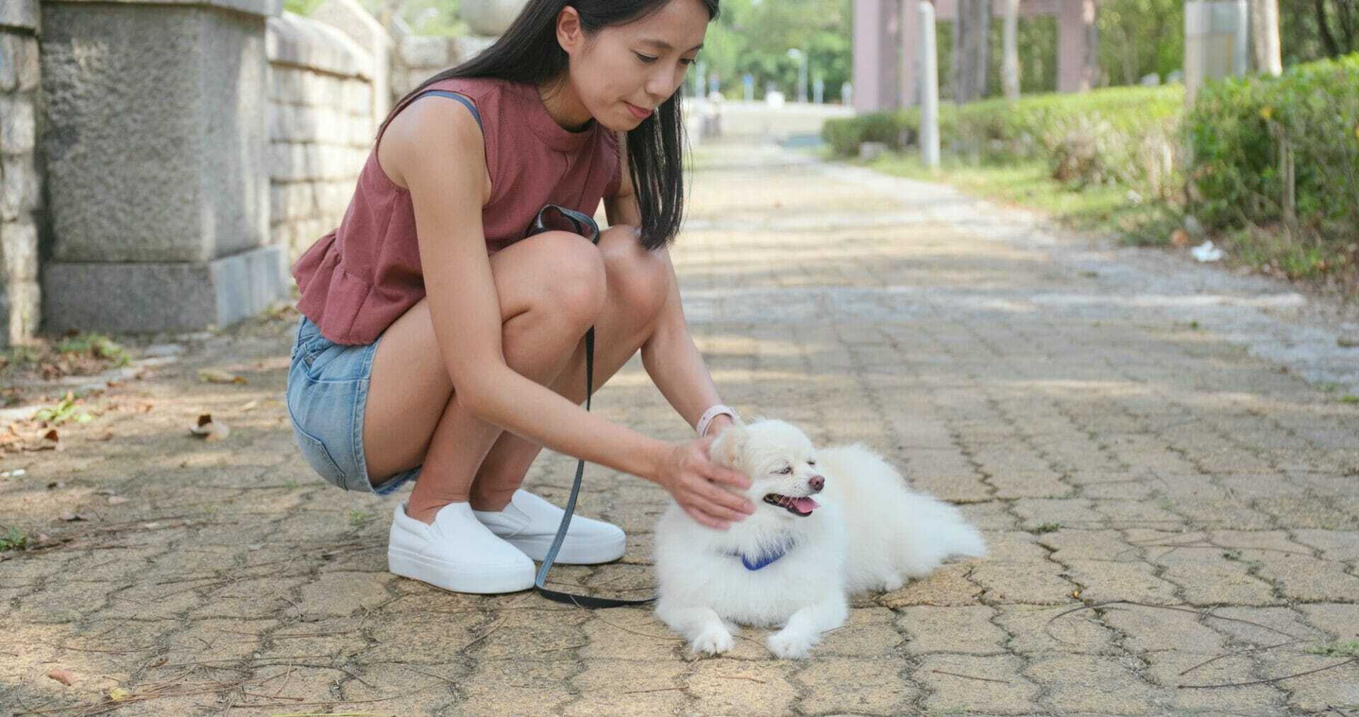 dog play with woman at outdoor